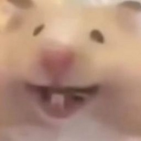 Хомяк в камере