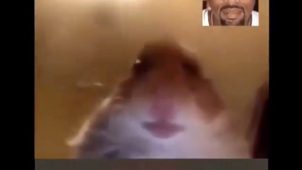 Хомяк смотрит