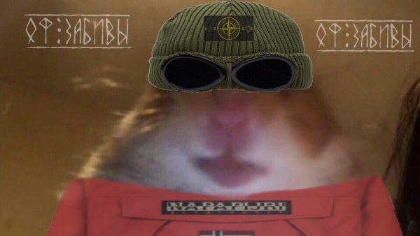 Хомяк в шапке