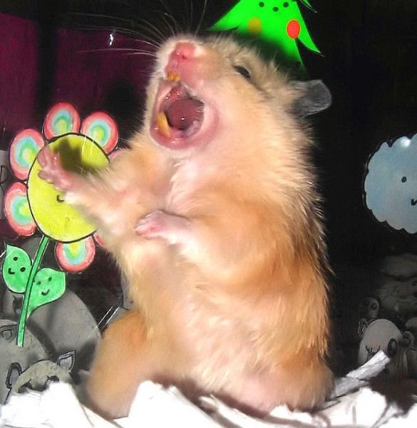 Хомяк кричит