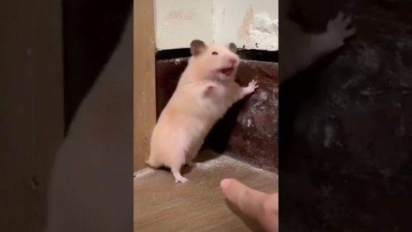 Хомяк испугался Мем