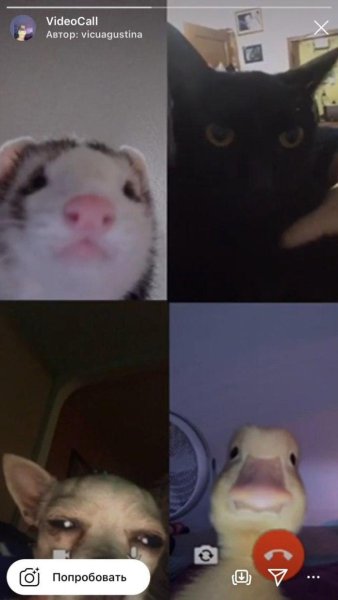 Видеозвонок животные Мем