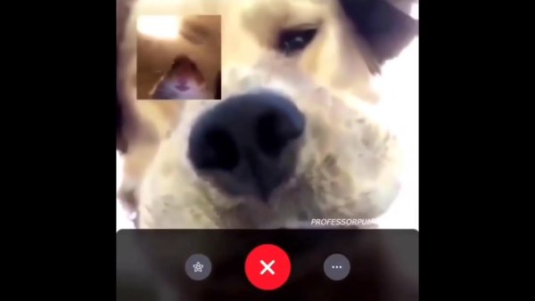 Собака по видеосвязи