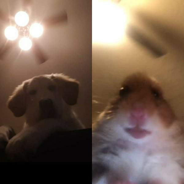 Размытый хомяк