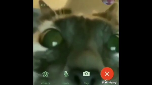 Коты по видеосвязи