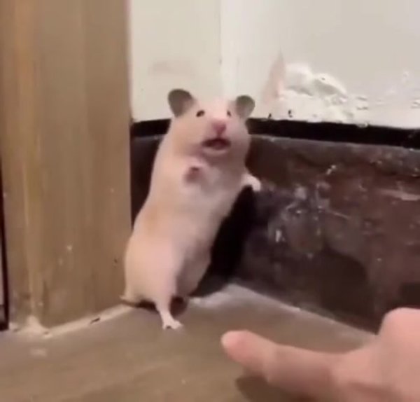 Орущий хомяк