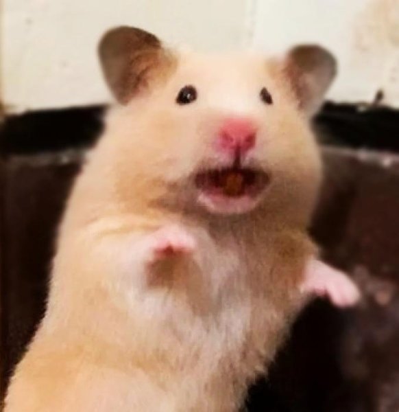Хомяк в шоке