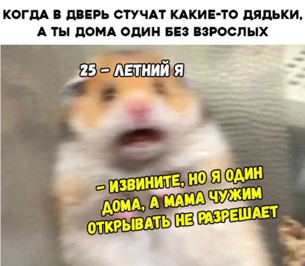 Мемы с хомяками
