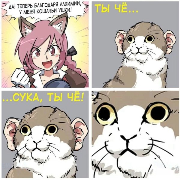 Кот с человеческими ушами