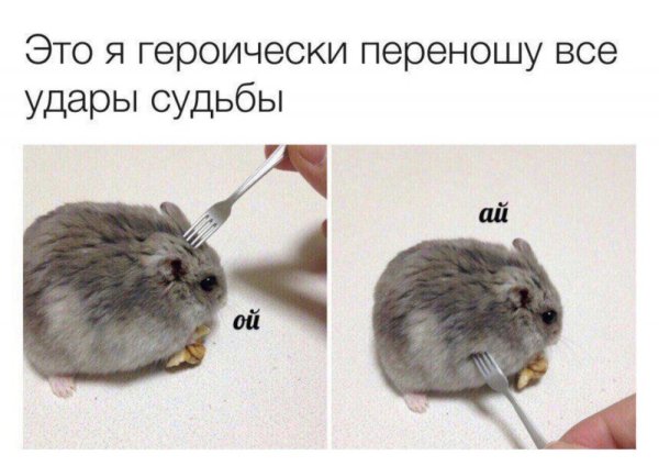 Хомяк Ой