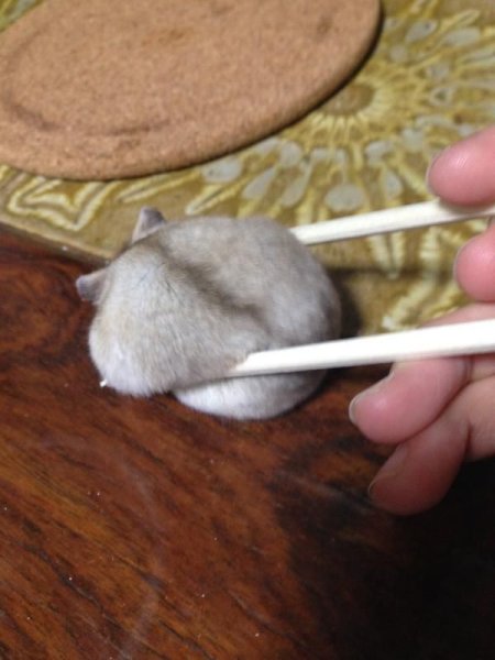 Хомячок на ложке