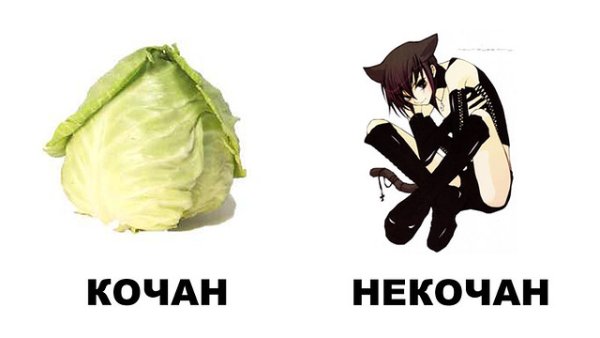 Мем кочан Некочан