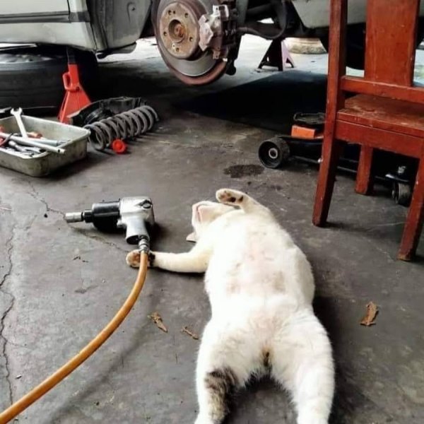 Аниме гопота