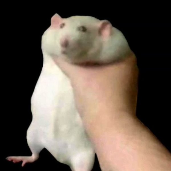 Хомяк в руке