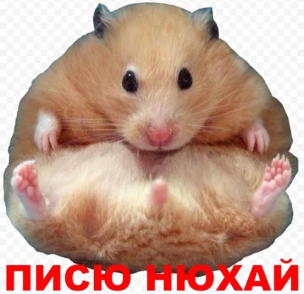 Смешные хомяки на аву