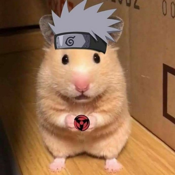 Смешные хомяки