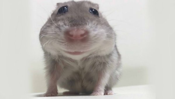 Перепуганный хомяк