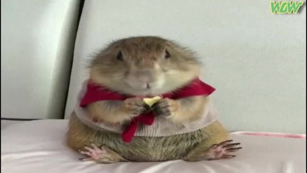 Испуганный хомяк