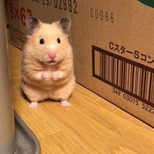 Большой хомяк