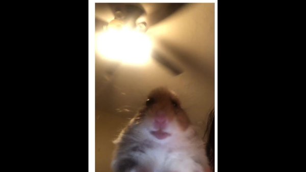 Хомяк в камере Мем