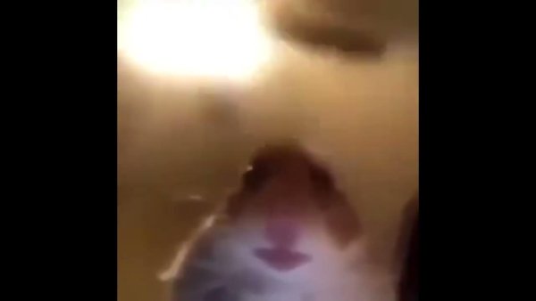 Хомяк перед камерой