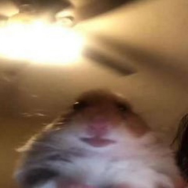 Хомяк с телефоном