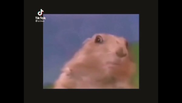 Упоротый суслик