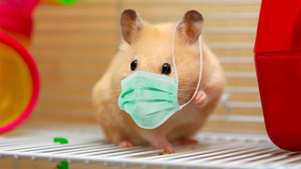 Маска хомячка