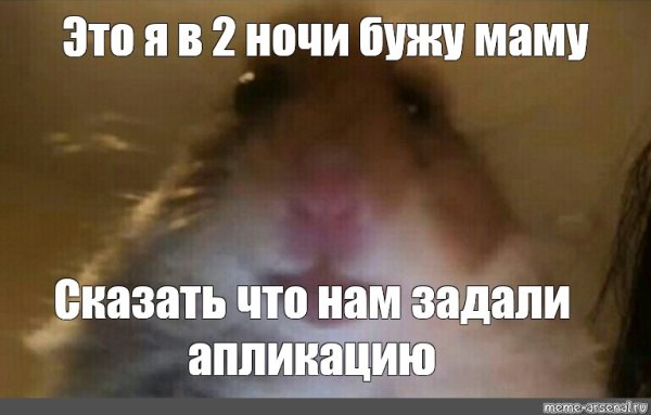 Хомяк видеозвонок