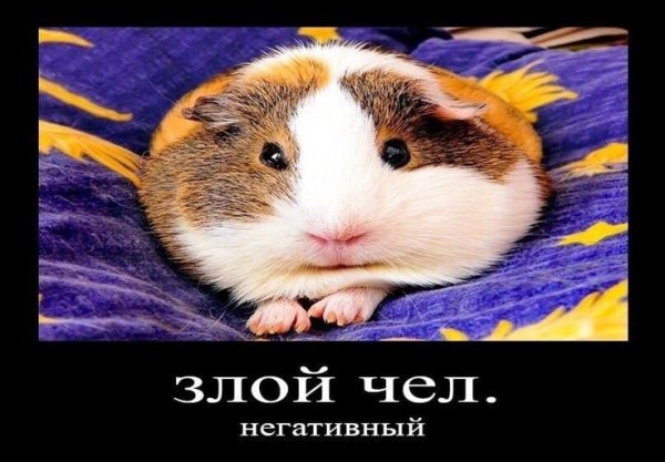 Морская Свинка Мем