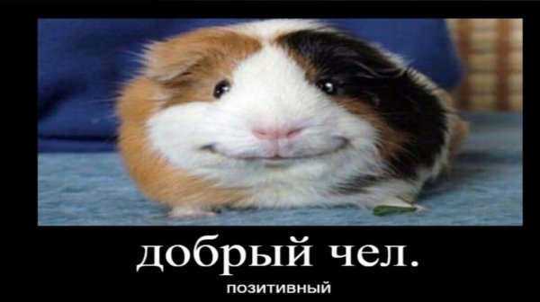 Смешные морские свинки до слез