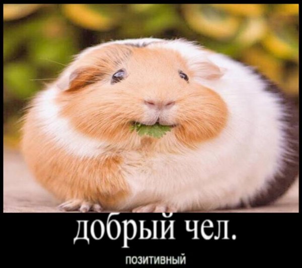 Добрый чел позитивный морские свинки