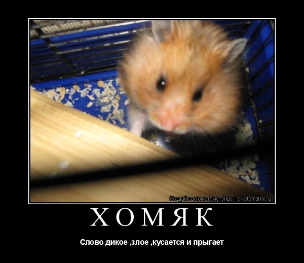 Смешной злой хомяк