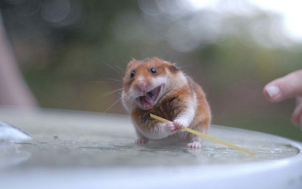 Хомяк прикольный