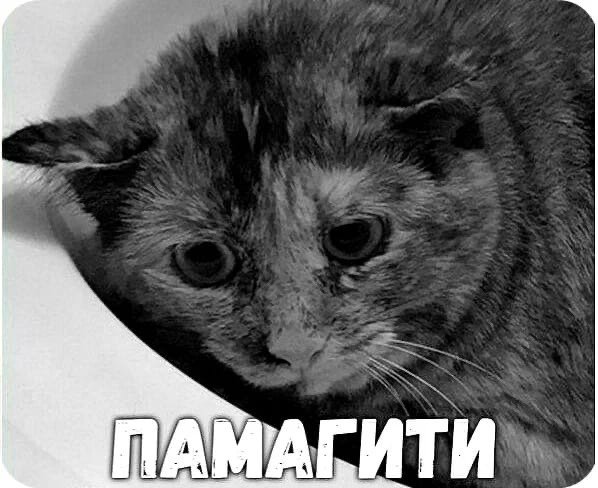 Спасите Мем с котом