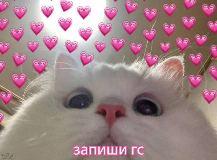 Кот из мема