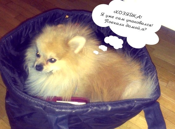 Надпись шпиц