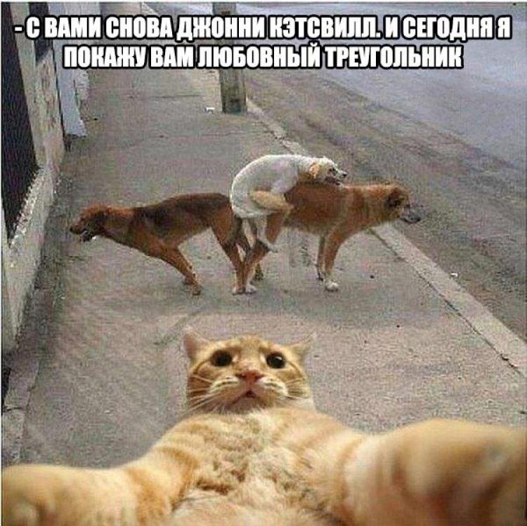 Джонни Кэтсвилл любовный треугольник