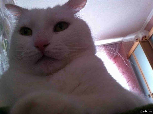 Кот на фронталку