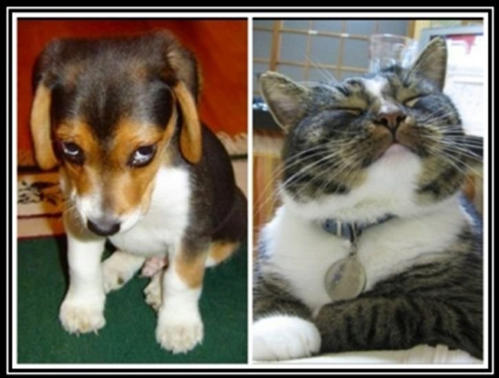 Собака с виноватым видом