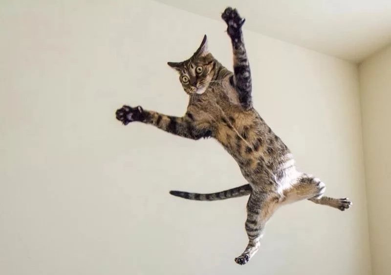Кот в прыжке