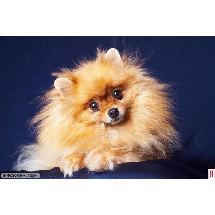 Про собаку шпиц