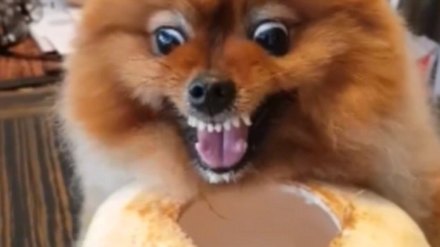 Шпиц померанский агрессивный