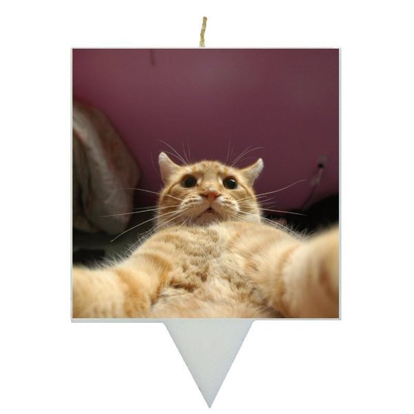 Кот фоткает сам себя