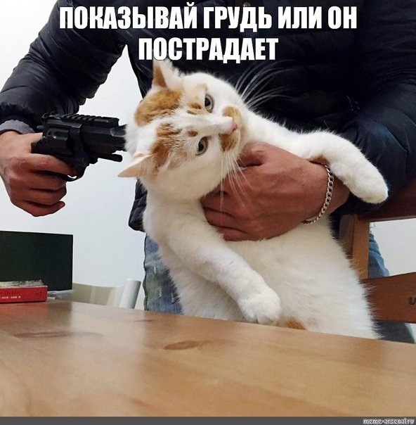 Коты с пистолетами