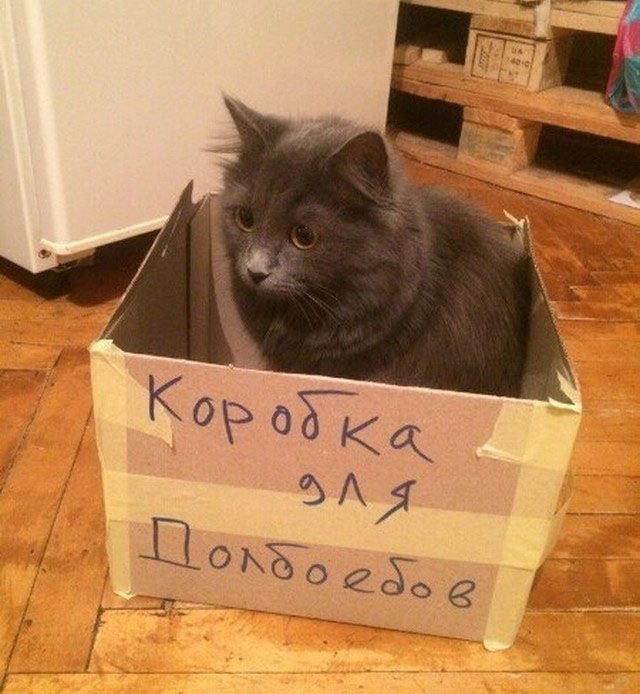 Смешной кот в коробке