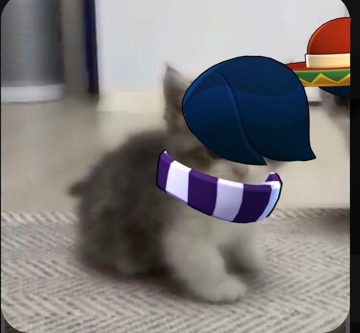 Кот носок ава