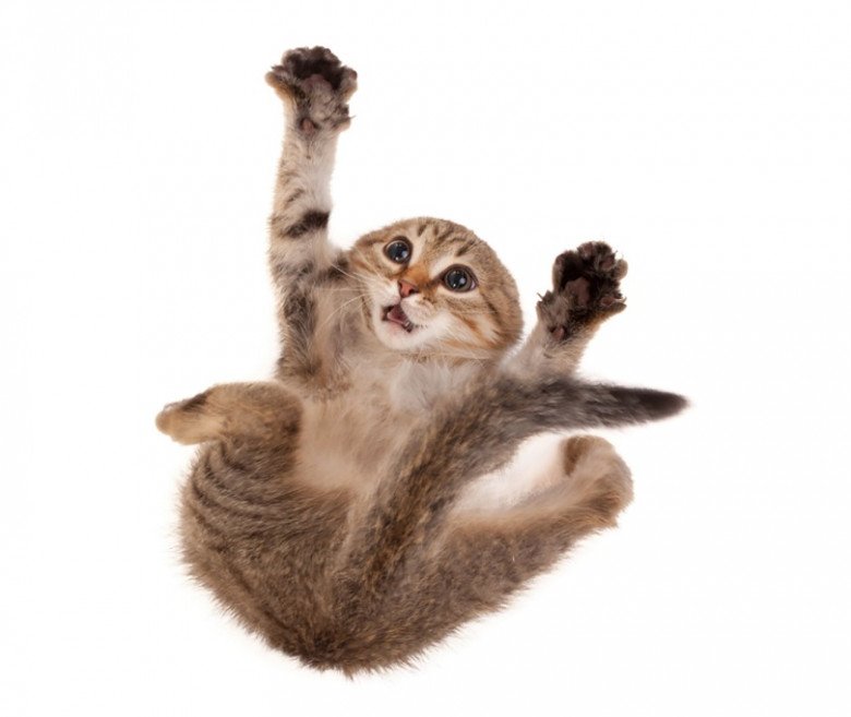 Кот прыгает на белом фоне