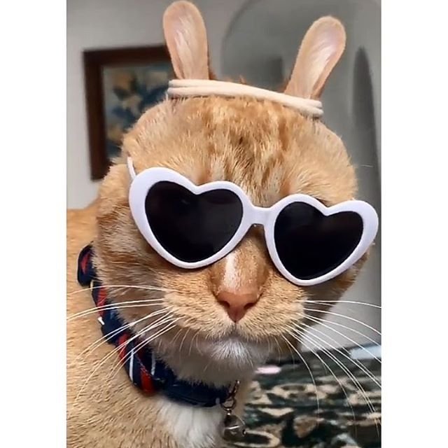 Кот в очках