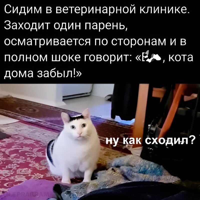 Ветеринарные мемы